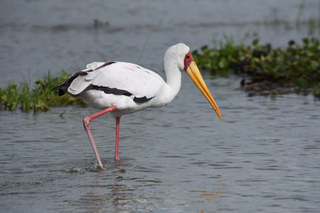 Bird Watching at Lake Naivasha Country Club