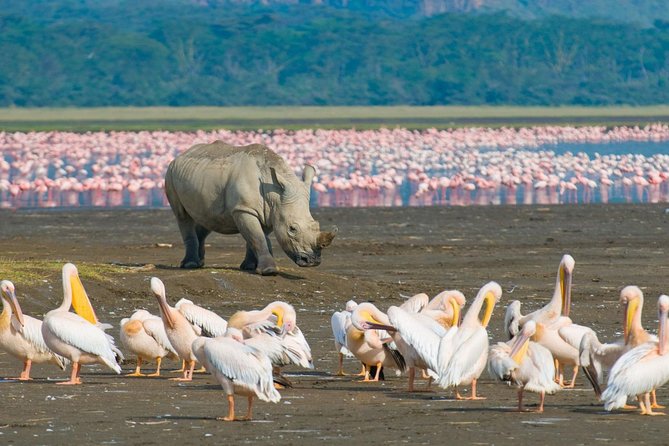 bird watching in lake Nakuru