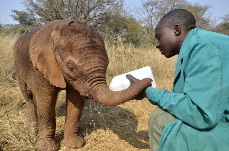 David Sheldrick Wildlife Trust