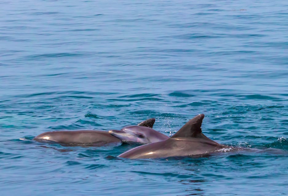 dolphins in mombasa