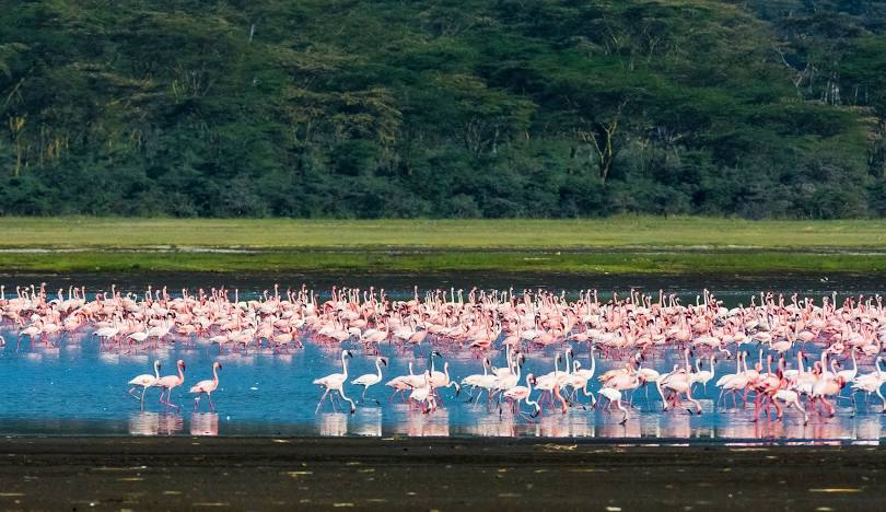 nakuru wildlife