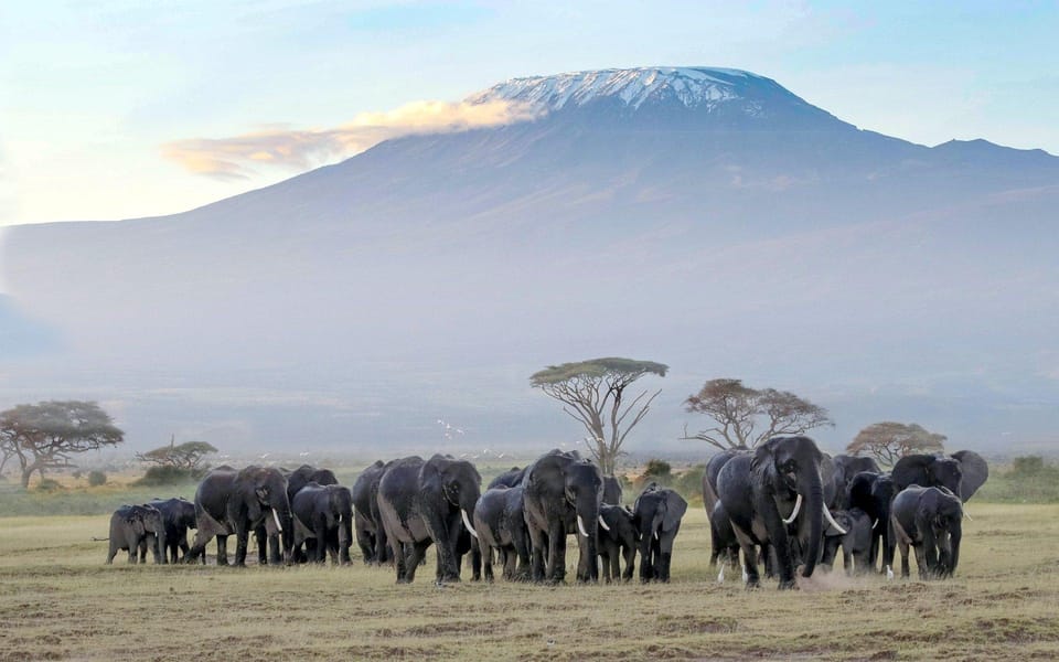 Elephants in Kenya