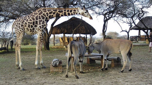 hala park mombasa 2025