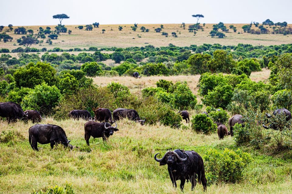 maasai mara national reserve