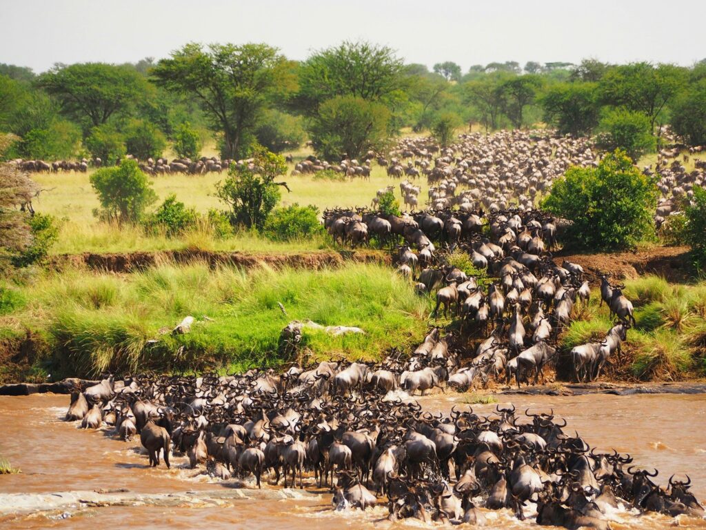 Wildbeast Great Migration in Maasai Mara