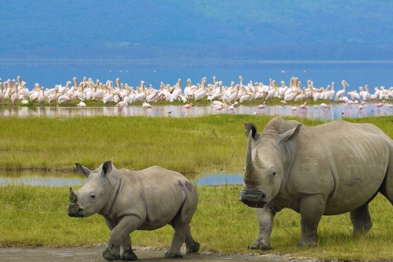 lake nakuru national park