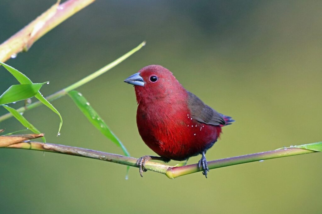 Bird watchin in Kenya